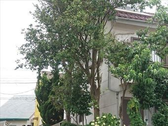 高崎市下室田町屋根にかかる木
