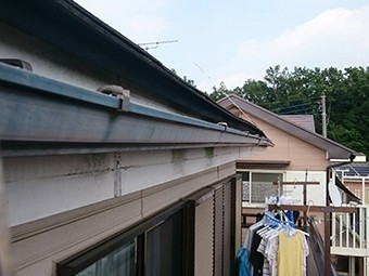 雨樋点検