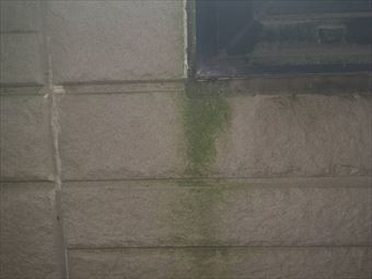 高崎市箕郷町M様外壁のコケ