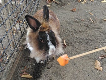 うさぎ