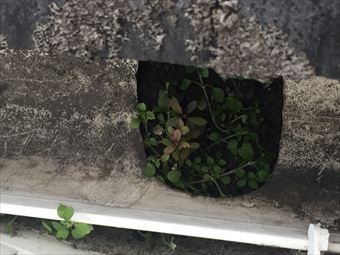 藤岡市中栗須F様邸雨樋草