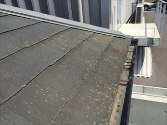 高崎市成田町コロニアル屋根のコケ
