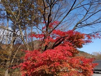 吾妻郡嬬恋村鎌原見ごろの紅葉