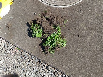 高崎市行力町S様邸雨樋に詰まっていた雑草