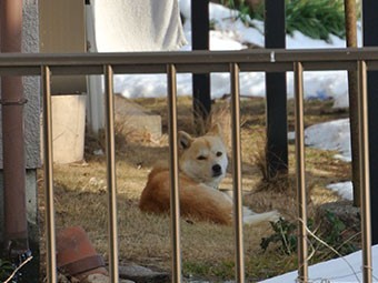 雪害による雨樋点検で出会った犬