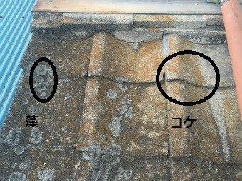 伊勢崎市調査コケを指摘
