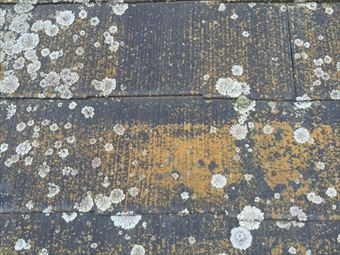 前橋市鼻毛石町S様邸コケアップ